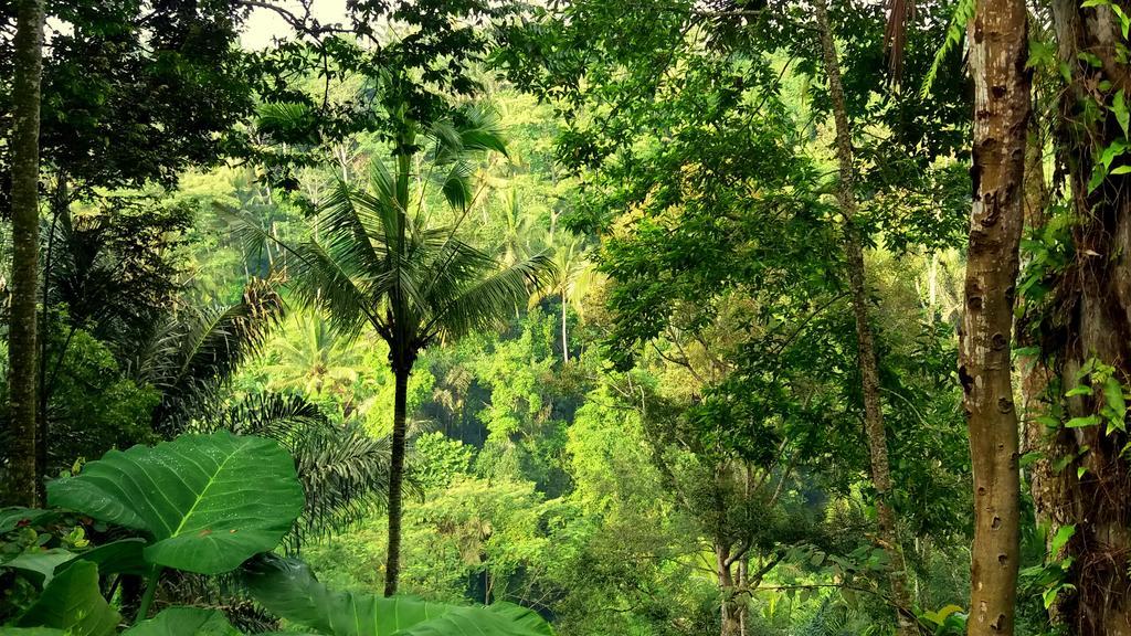 Villa Rimba Ubud Tegallalang  Εξωτερικό φωτογραφία
