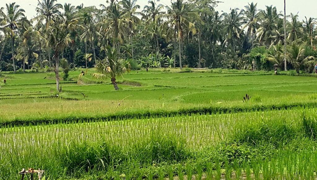 Villa Rimba Ubud Tegallalang  Εξωτερικό φωτογραφία